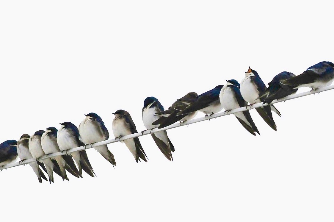 Tree Swallows on Seedskadee National Wildlife Refuge by Tom Koerner/USFWS Mountain Prairie is available through Public Domain.